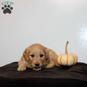 Cambree, Mini Goldendoodle Puppy